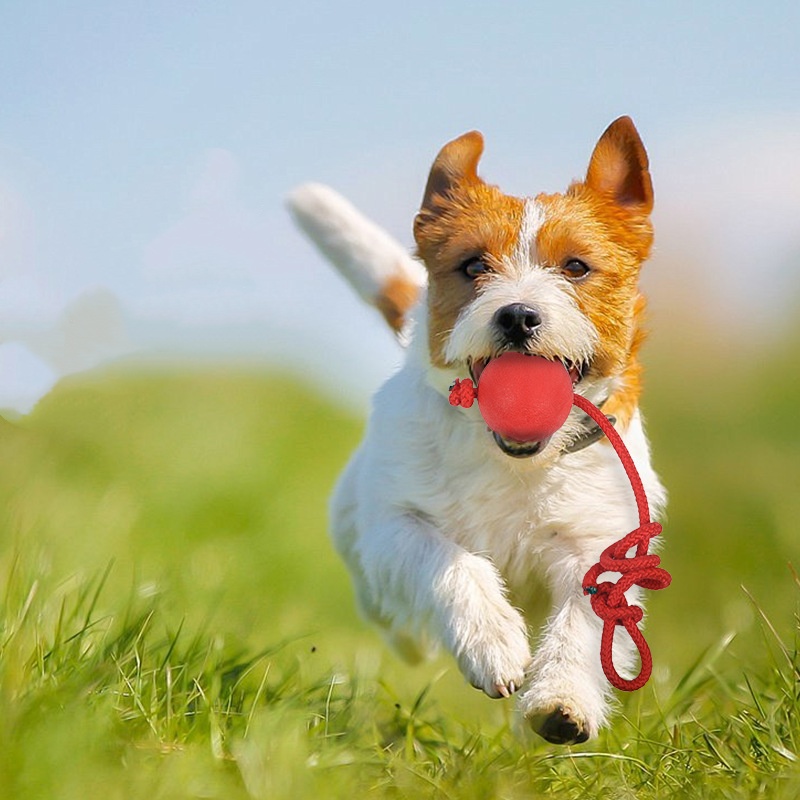 Niezniszczalna piłka dla psa z – Indestructible Dog Chew Toy recenzja i cena